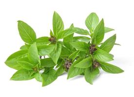 basil leaves isolated on white background photo