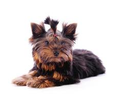 Yorkshire Terrier in front of a white background photo