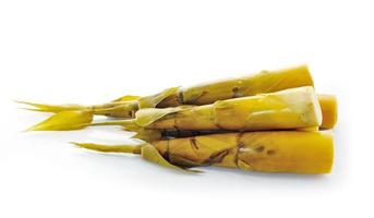 Bamboo shoot on white background photo