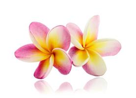 Frangipani flower isolated on white background photo