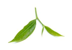tea leaf isolated on white background photo