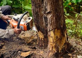 hombre con motosierra cortando el árbol foto