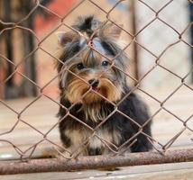 puppy locked in the cage photo