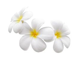 Flor de frangipani aislado fondo blanco. foto