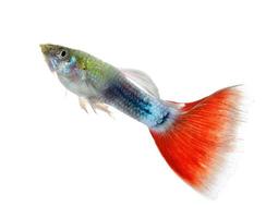 Beautiful Guppy Isolated on Black Background photo