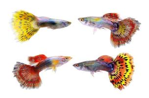 guppy fish isolated on white background photo