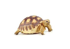 turtle on over white background photo