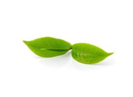 tea leaf isolated on white background photo