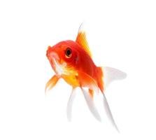 Gold fish Isolation on the white background photo