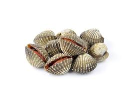 Fresh Clam shellfish food on white background photo