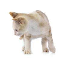 Young cat on white background photo