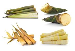 Bamboo shoot on white background photo