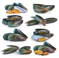 mussel on white background photo