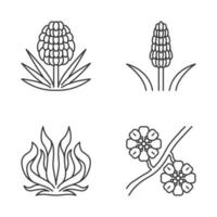 linear icons set. Exotic flora. Yucca, kniphofia, century plant, whitestem paperflower. Thin line contour symbols. Isolated vector outline illustrations. Editable stroke