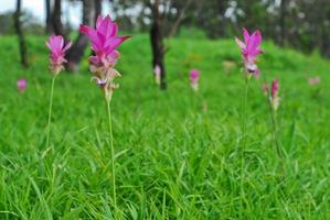 hermosos tulipanes silvestres de siam que florecen en la jungla en la provincia de chaiyaphum, tailandia. foto