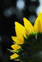 Sunflower young bud blooming, macro, close up photo