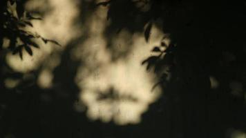Planta abstracta y hojas de sombra de fondo borroso foto