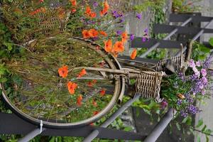 Bicicleta vieja con flores de verano en flor en una canasta y amapola roja en la calle. foto