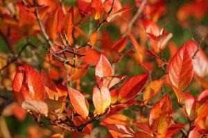 rama de arándano con hojas rojas de otoño en el jardín. foto