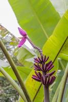 Planta de plátano rojo púrpura heliconia flor de naturaleza tropical, malasia.