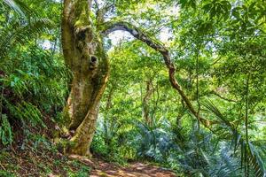 Ruta de senderismo en el bosque de selva tropical natural ilha grande brasil. foto