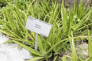 planta de aloe vera lidah buaya con letrero de información, malasia. foto