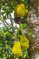 Jackfruit growing on jack tree in Rio de Janeiro Brazil. photo