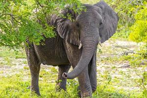 cinco grandes elefantes africanos safari en el parque nacional kruger en sudáfrica. foto