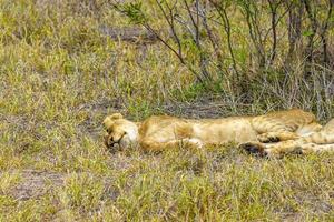 Young lion children sleeps safari Kruger National Park South Africa. photo