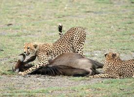 Cheetahs with Wildebeest Kill photo