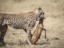 guepardo con gacela matar foto