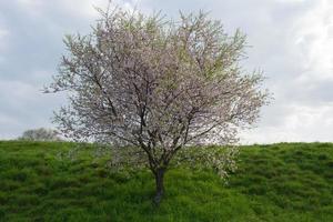 Beautiful tree blooming. Green meadow, Spain photo