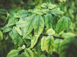 arbusto de hoja verde con gotas de agua. foto