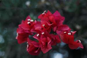 primer plano de la flor de buganvilla foto