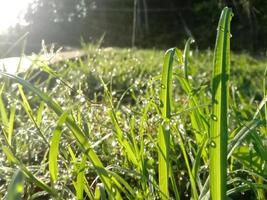 hierba verde en la pradera con gotas de rocío de agua a la luz de la mañana en primavera verano al aire libre macro de primer plano, panorama. bella imagen artística de la pureza y frescura de la naturaleza, copie el espacio. foto