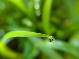 Beautiful large drops of fresh morning dew in juicy green grass macro. Drops pure transparent water spring summer in nature. A beautiful artistic image of beauty and purity of environment. photo