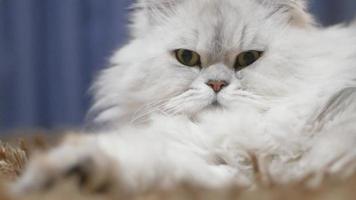 Nahaufnahme Porträt der süßen weißen Katze video