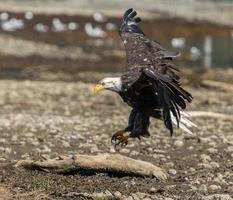 Aterrizaje del águila calva foto