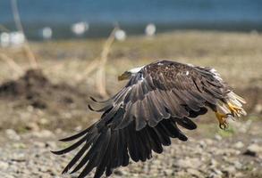 Aterrizaje del águila calva foto