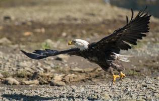 Aterrizaje del águila calva foto