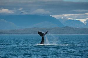 Lobtailing Humpback Whale