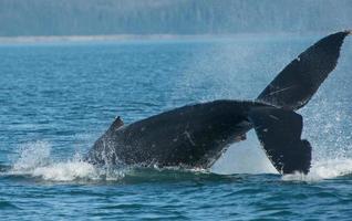 Lobtailing Humpback Whale photo