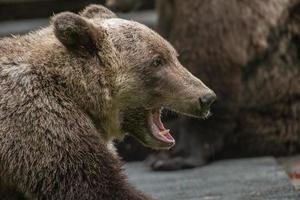 familia oso pardo, anan creek, alaska foto