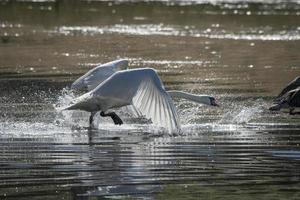 cisne mudo persiguiendo ganso de canadá foto