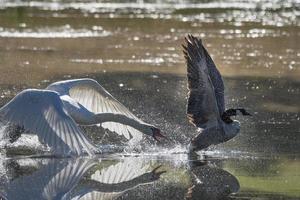 Mute Swan Chasing Canada Goose photo