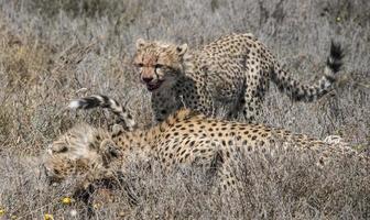 Cheetahs Feasting on Gazelle