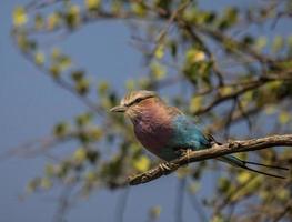 Lilac Breasted Roller Tanzania photo