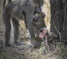 Admiring Baboon Parents photo