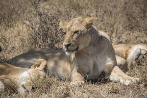 león africano, siesta, en, tanzania foto