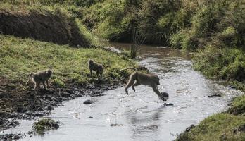 babuino saltando a través del arroyo, cráter del ngorongoro foto